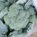 西兰花河南小米粒西蓝花耐寒优秀西兰花色泽艳球形好