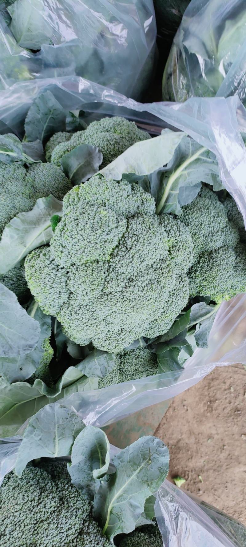西兰花河南小米粒西蓝花耐寒优秀西兰花色泽艳球形好