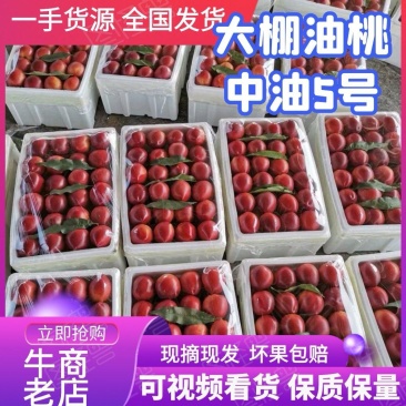 大棚油桃上市中油5号黄桃126质量好口感甜全国发货