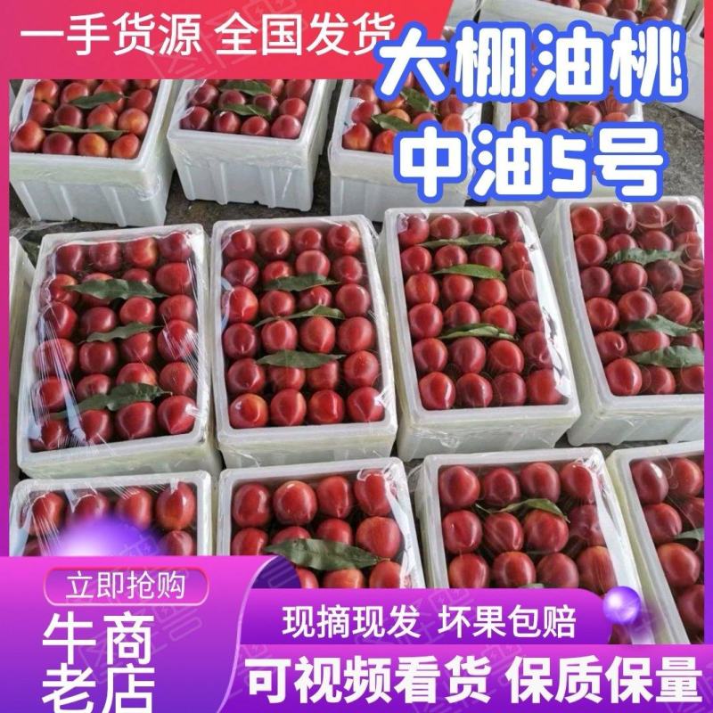 大棚油桃上市中油5号黄桃126质量好口感甜全国发货
