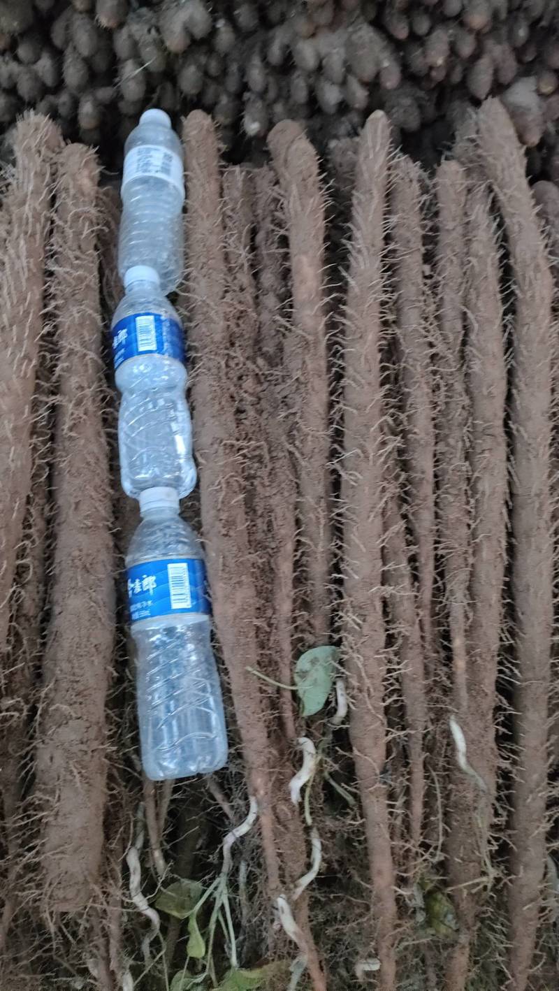 沙地山药棒药双棒大中小规格齐全！