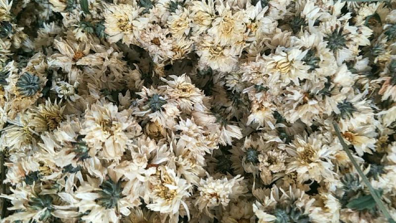 【精选】北京菊朵花，大量出售货量充足量大从优欢迎选