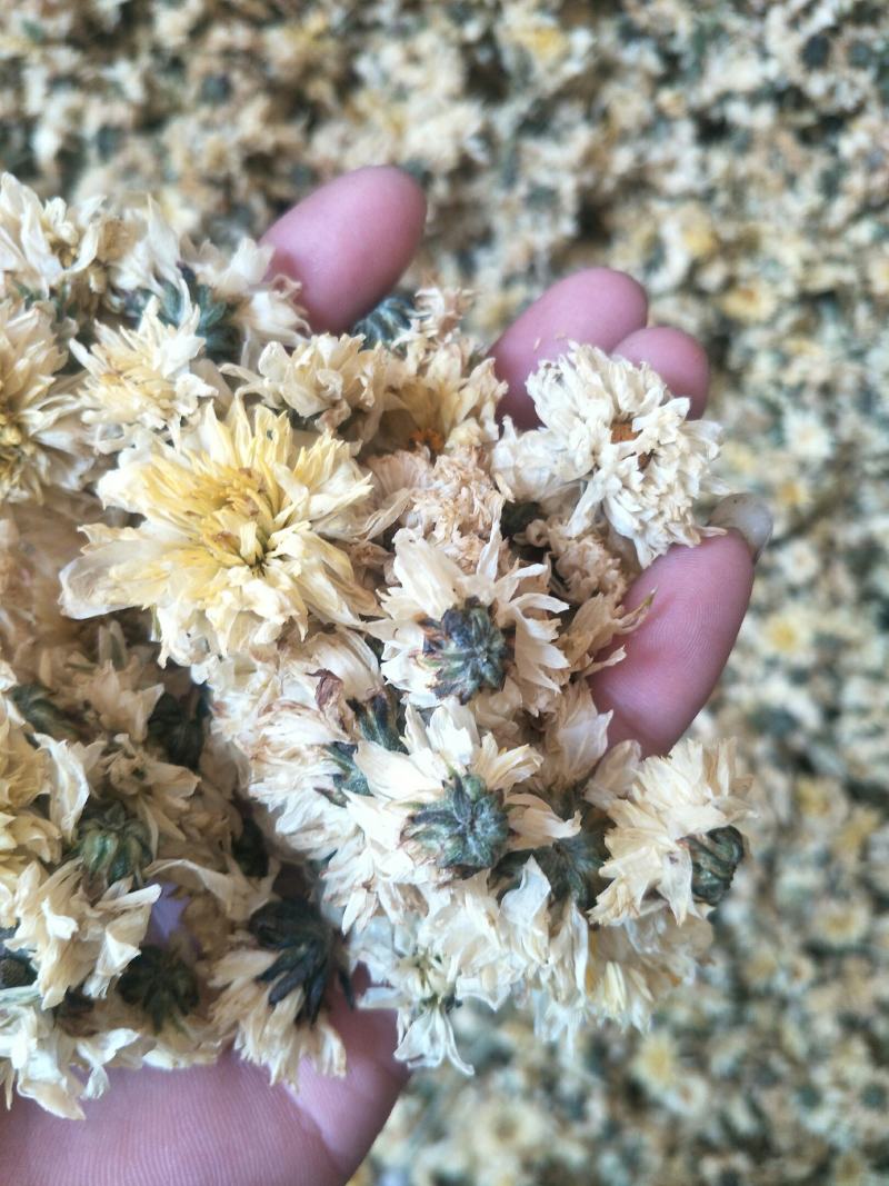 【精选】北京菊朵花，大量出售货量充足量大从优欢迎选