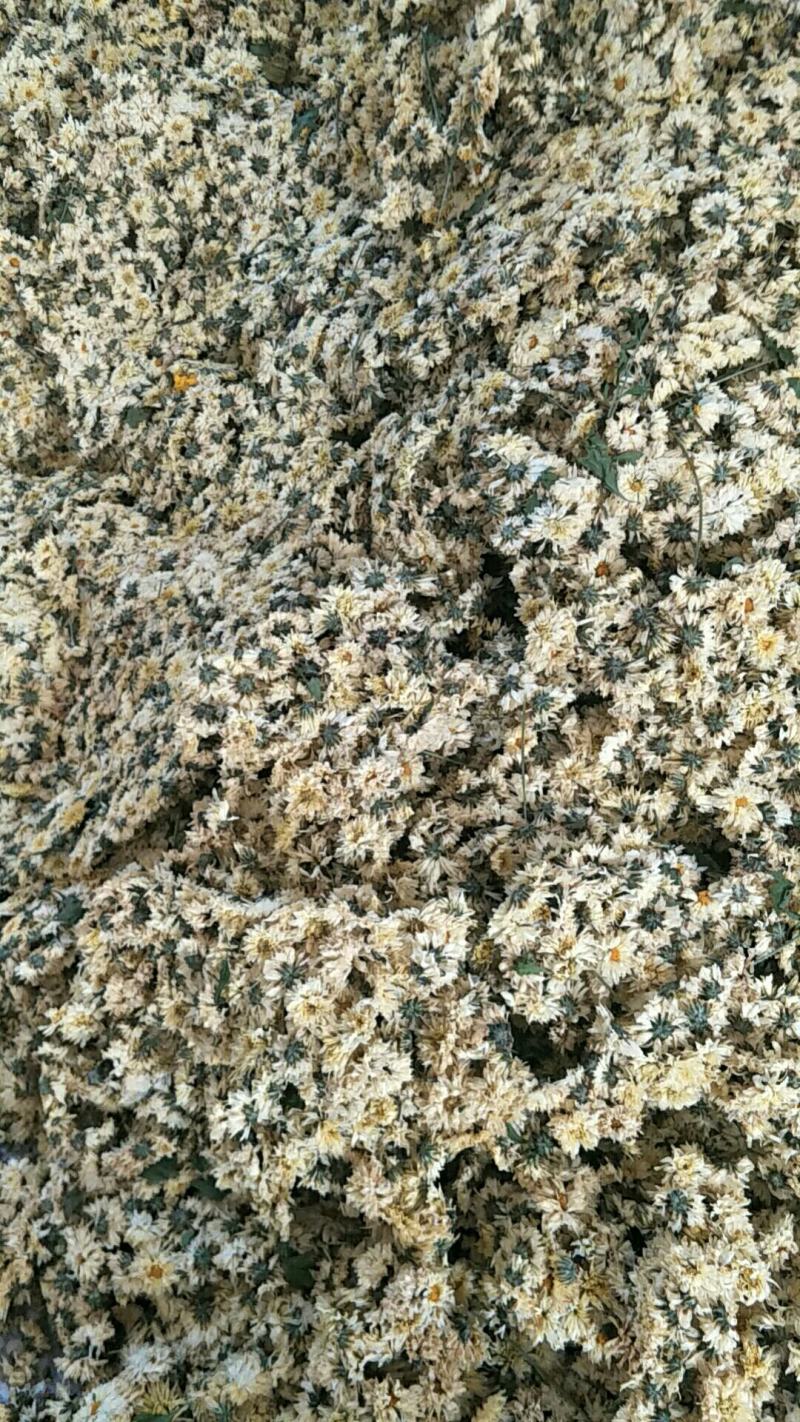 【精选】北京菊朵花，大量出售货量充足量大从优欢迎选