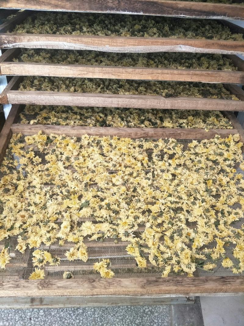 【精选】北京菊朵花，大量出售货量充足量大从优欢迎选