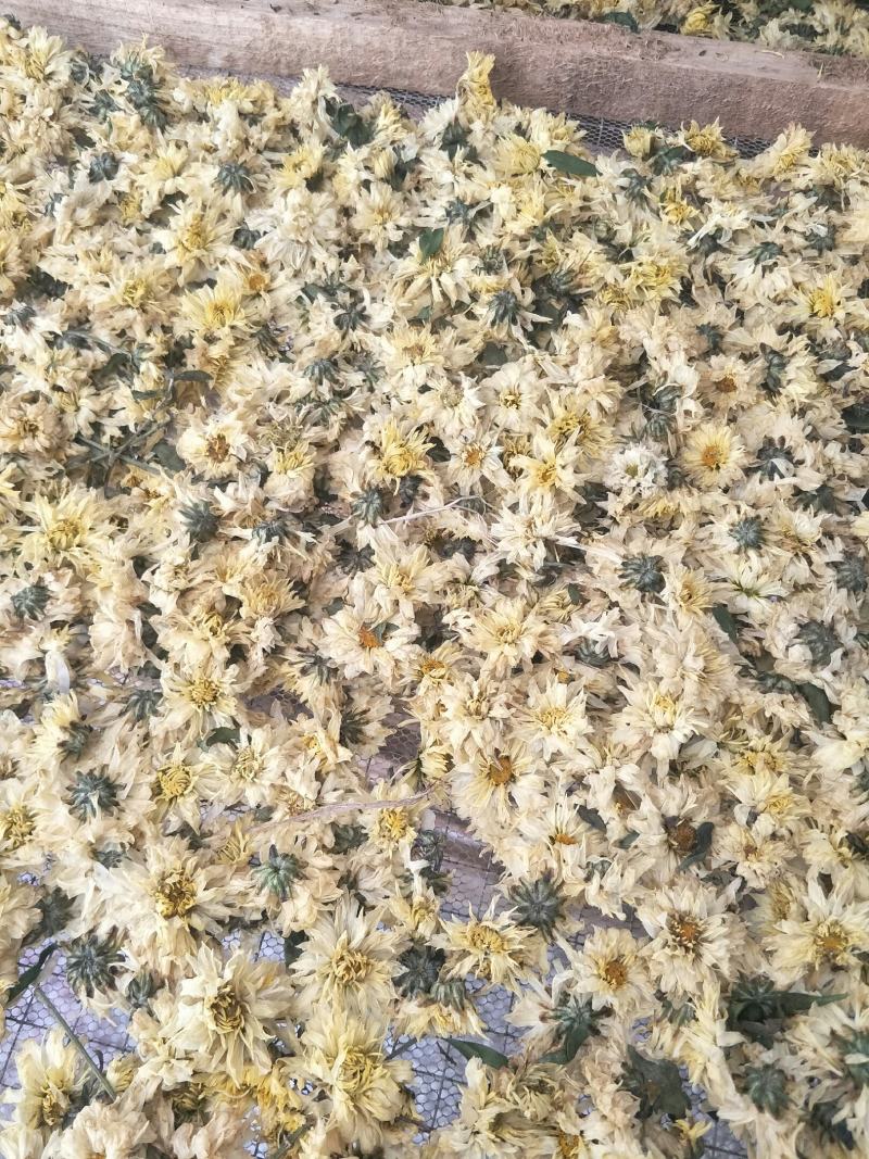 【精选】北京菊朵花，大量出售货量充足量大从优欢迎选