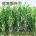 甜高梁种子饲用甜高粱牧草种多年生畜牧养殖四季再生甜高粱杆