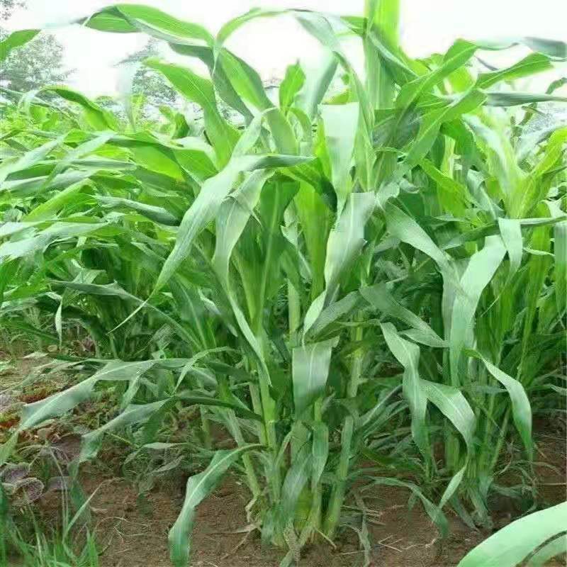 甜高梁种子饲用甜高粱牧草种多年生畜牧养殖四季再生甜高粱杆