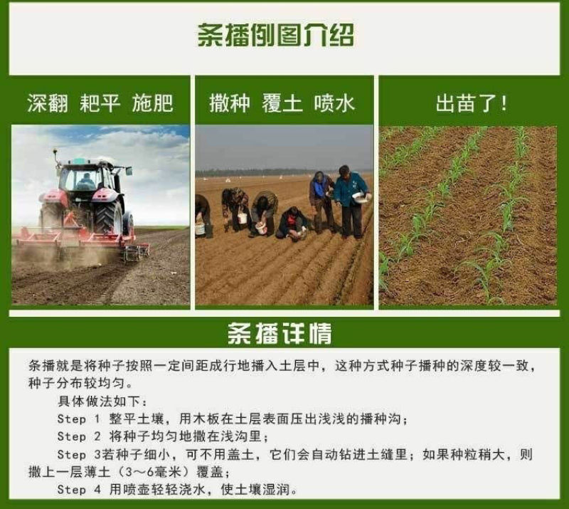 甜高梁种子饲用甜高粱牧草种多年生畜牧养殖四季再生甜高粱杆