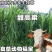 甜高梁种子饲用甜高粱牧草种多年生畜牧养殖四季再生甜高粱杆