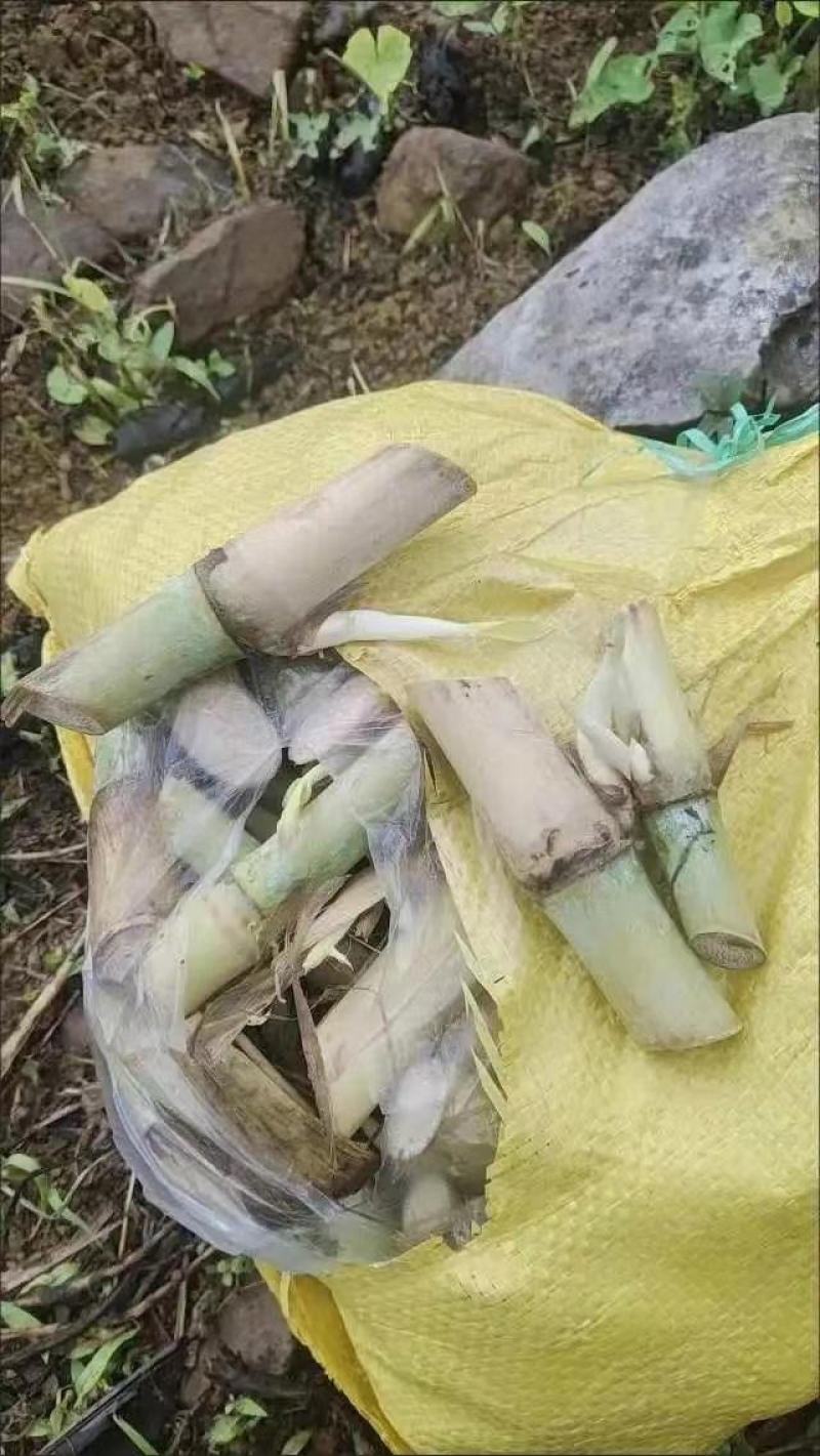 一件代发，巨菌草，现砍现发，包邮，坏死包赔，