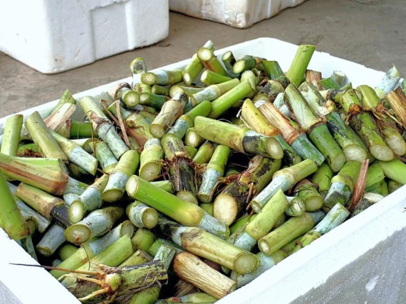一件代发，巨菌草，现砍现发，包邮，坏死包赔，