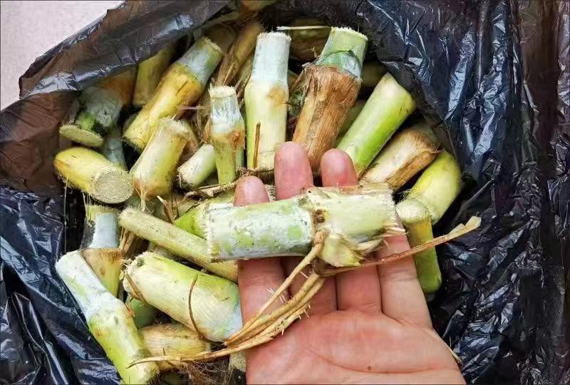 一件代发，巨菌草，现砍现发，包邮，坏死包赔，
