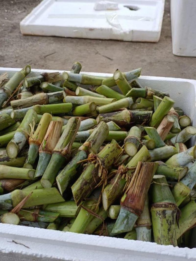 一件代发，巨菌草，现砍现发，包邮，坏死包赔，