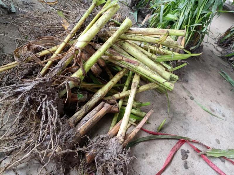 一件代发，巨菌草，现砍现发，包邮，坏死包赔，