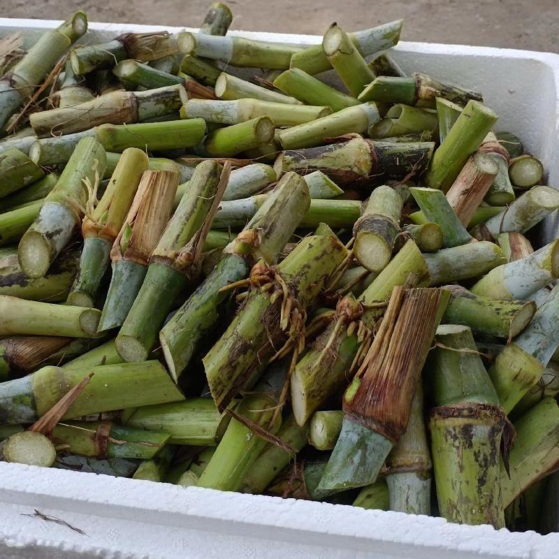 一件代发，巨菌草，现砍现发，包邮，坏死包赔，