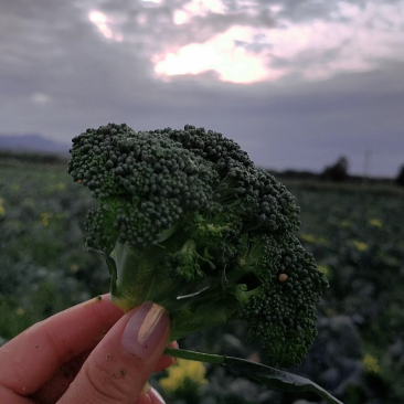 宁夏中卫漏天西兰花，大量有货，可发全国各地，