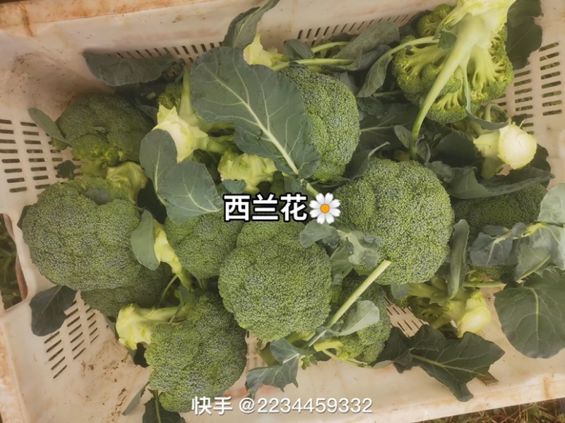 宁夏中卫漏天西兰花，大量有货，可发全国各地，