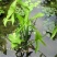 水生植物水池河塘绿化慈姑苗茨菇芽白茨菰家养水