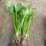 水生植物水池河塘绿化慈姑苗茨菇芽白茨菰家养水