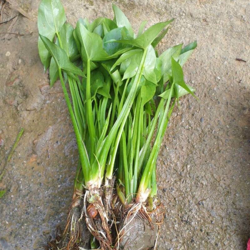 水生植物水池河塘绿化慈姑苗茨菇芽白茨菰家养水