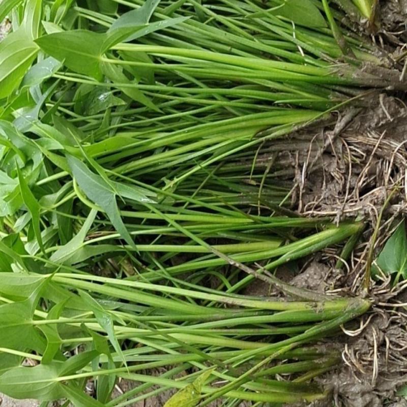 水生植物水池河塘绿化慈姑苗茨菇芽白茨菰家养水