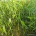 水生植物水池河塘绿化慈姑苗茨菇芽白茨菰家养水