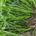 水生植物水池河塘绿化慈姑苗茨菇芽白茨菰家养水