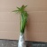 水生植物水池河塘绿化慈姑苗茨菇芽白茨菰家养水