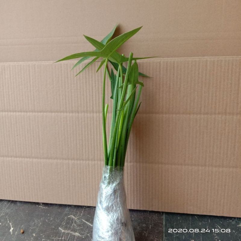 水生植物水池河塘绿化慈姑苗茨菇芽白茨菰家养水