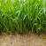 水生植物水池河塘绿化慈姑苗茨菇芽白茨菰家养水