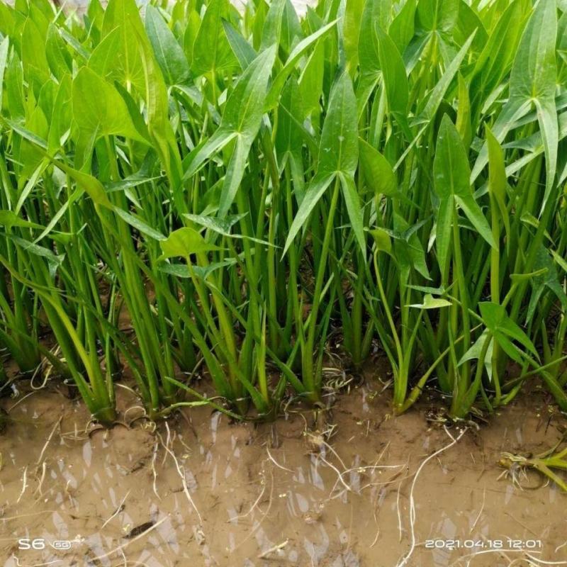 水生植物水池河塘绿化慈姑苗茨菇芽白茨菰家养水