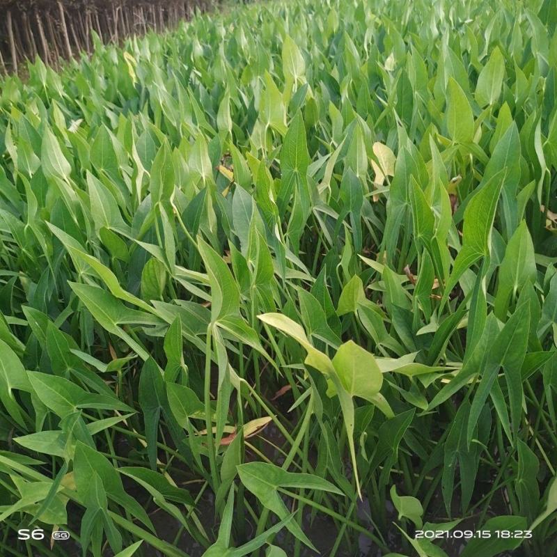 水生植物水池河塘绿化慈姑苗茨菇芽白茨菰家养水