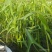 水生植物水池河塘绿化慈姑苗茨菇芽白茨菰家养水