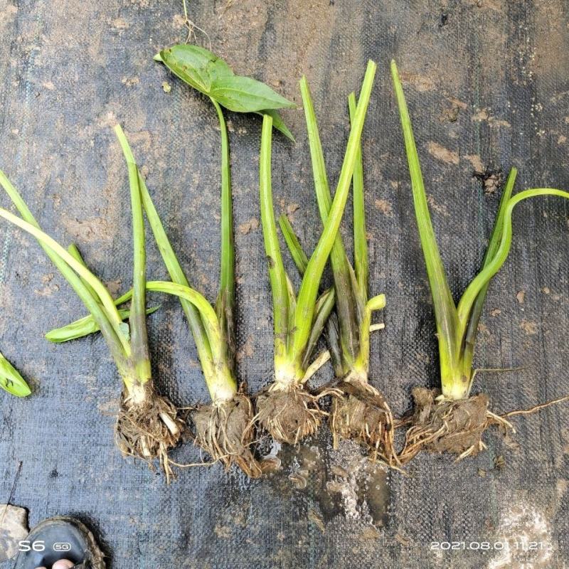 水生植物水池河塘绿化慈姑苗茨菇芽白茨菰家养水