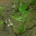 水生植物水池河塘绿化慈姑苗茨菇芽白茨菰家养水