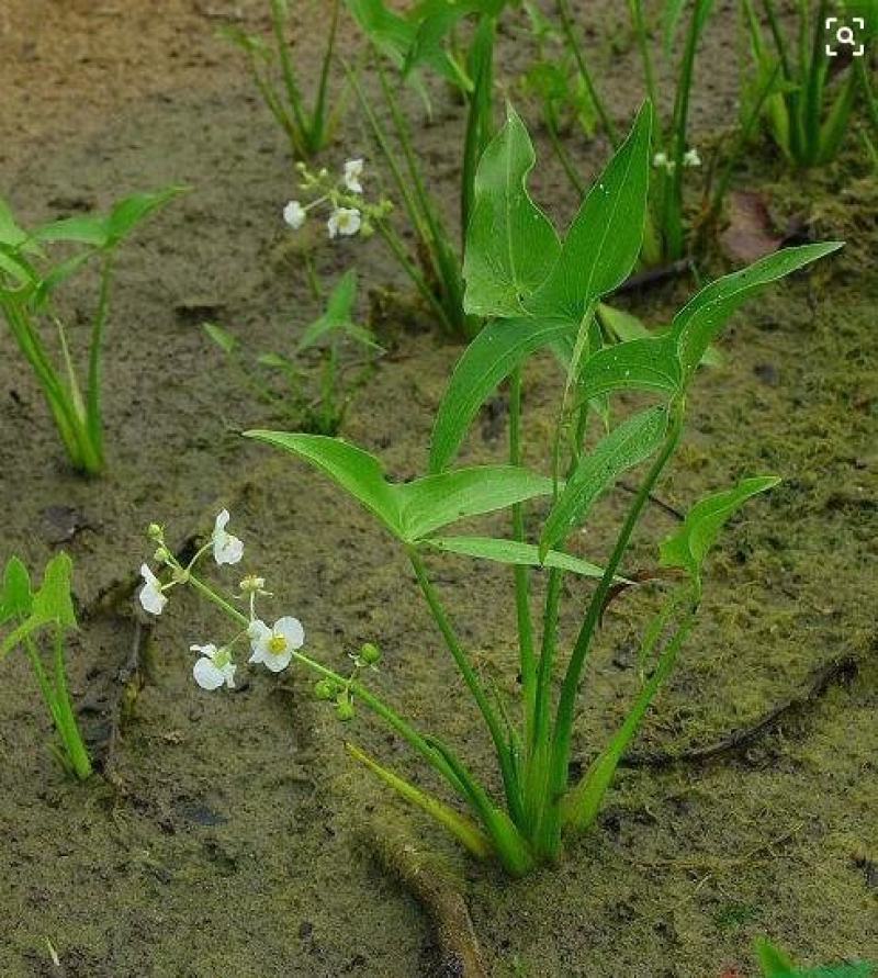 水生植物水池河塘绿化慈姑苗茨菇芽白茨菰家养水