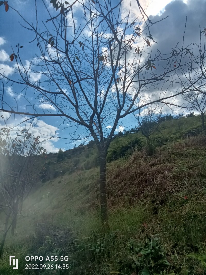红粉佳人樱花