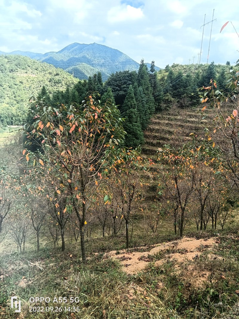 红粉佳人樱花