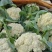 大量松花菜精品，欢迎老板采购！