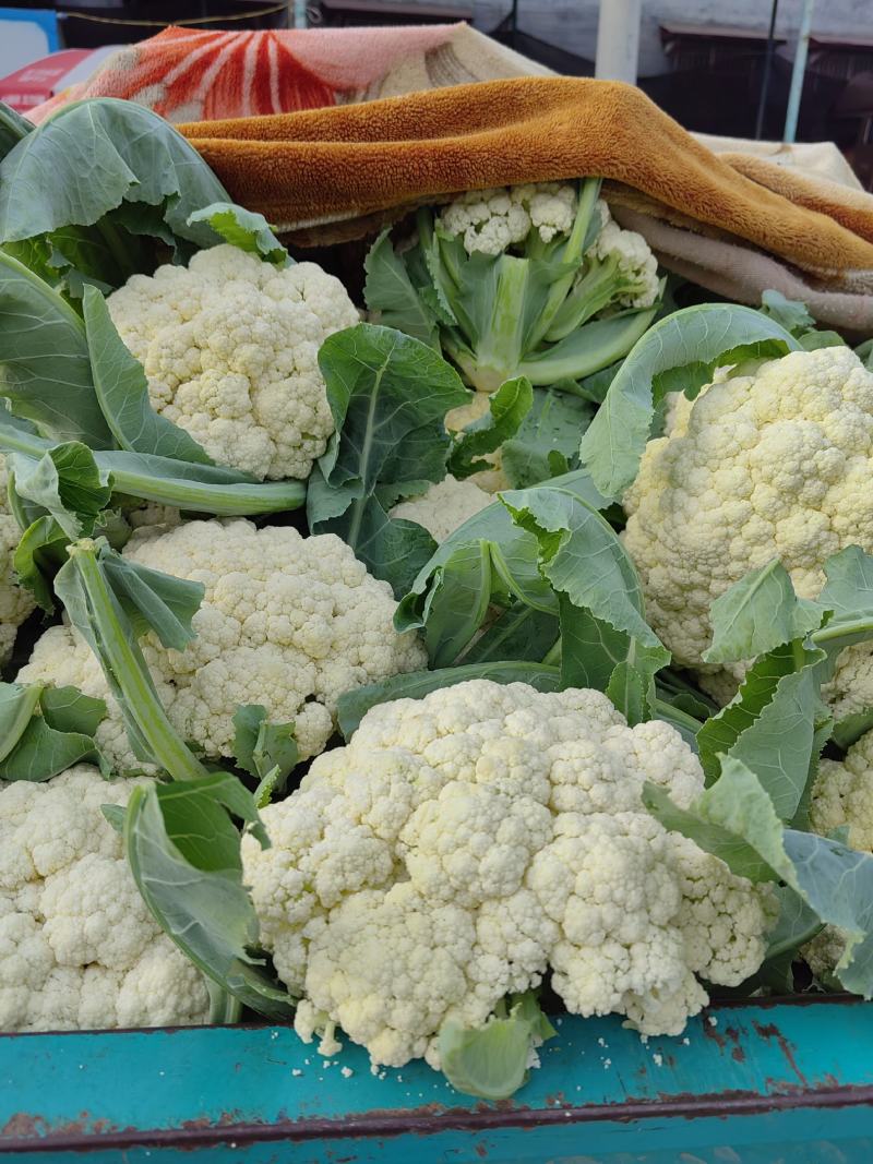大量松花菜精品，欢迎老板采购！
