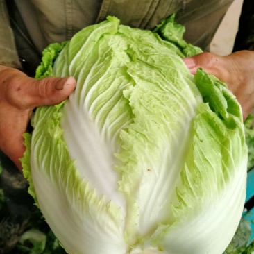 大量大白菜精品，欢迎老板采购！