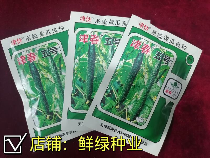 津春五号春秋露地黄瓜优良品种肉质脆，口感好。