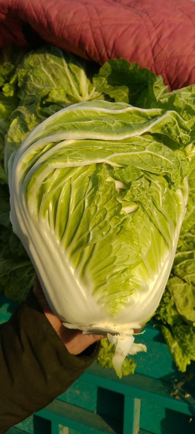 大量大白菜精品，欢迎老板采购！