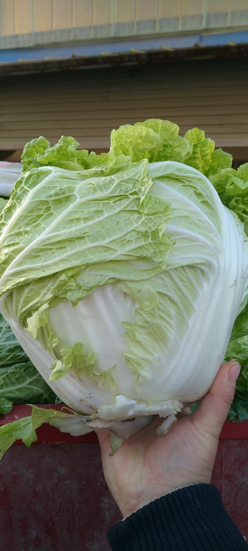 大量大白菜精品，欢迎老板采购！