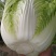 大量大白菜精品，欢迎老板采购！