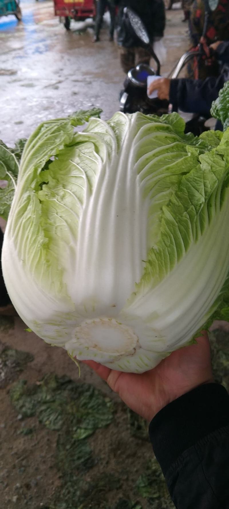 大量大白菜精品，欢迎老板采购！
