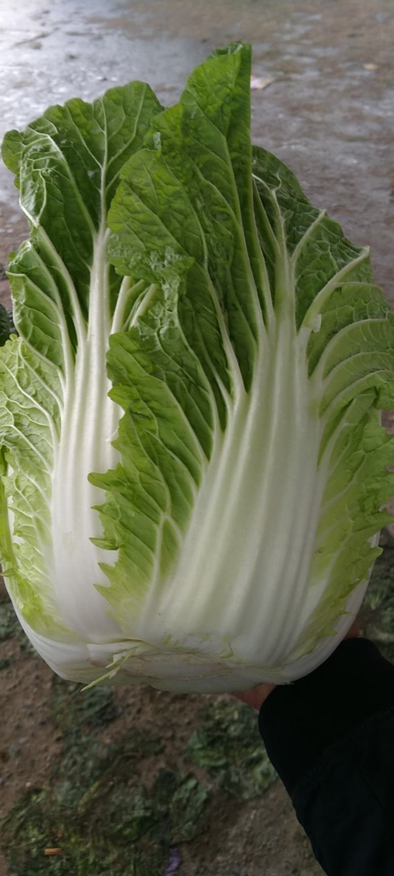 大量大白菜精品，欢迎老板采购！