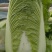 大量大白菜精品，欢迎老板采购！