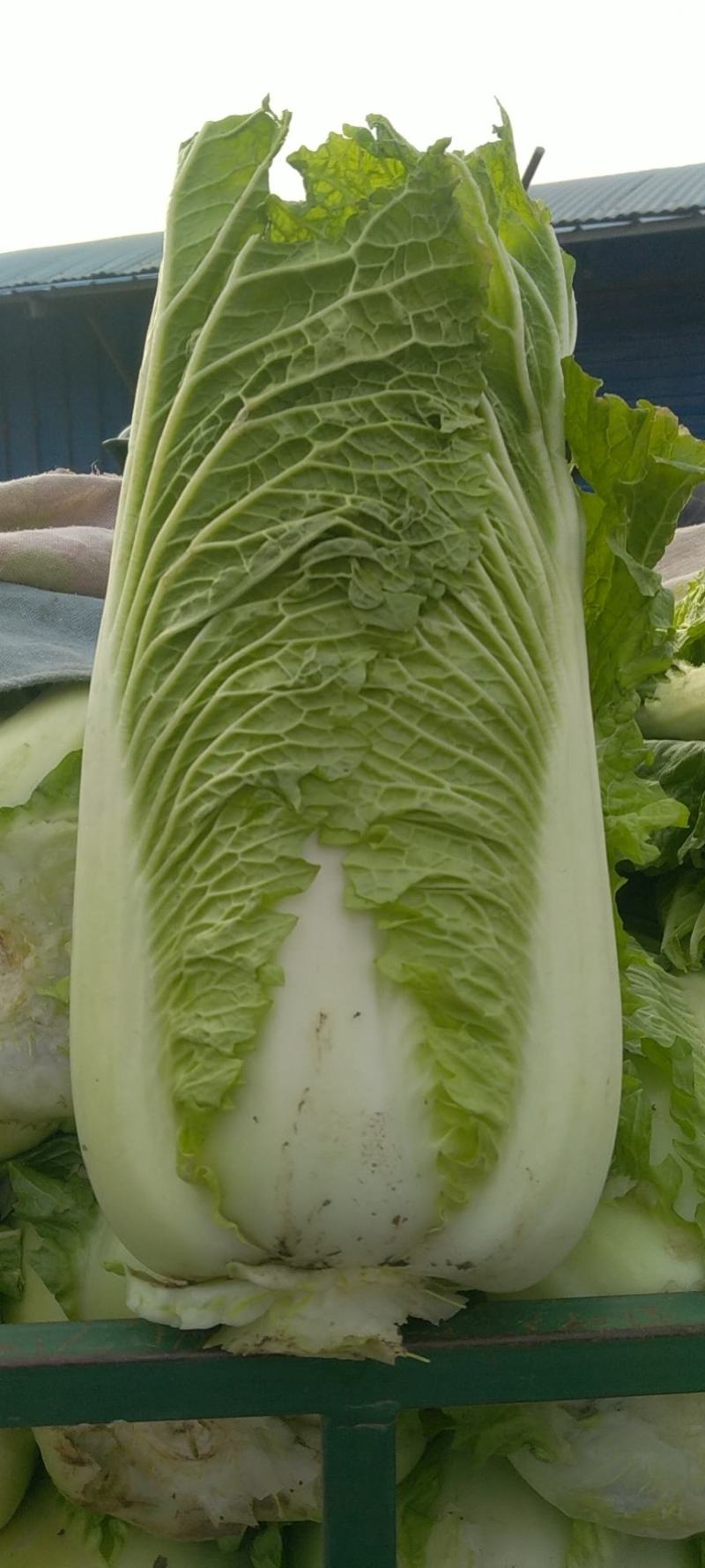 大量大白菜精品，欢迎老板采购！